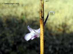 Image of Delphinium obcordatum DC.