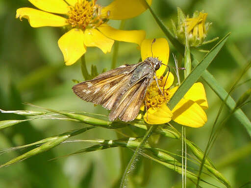 Atalopedes campestris Boisduval 1852 resmi