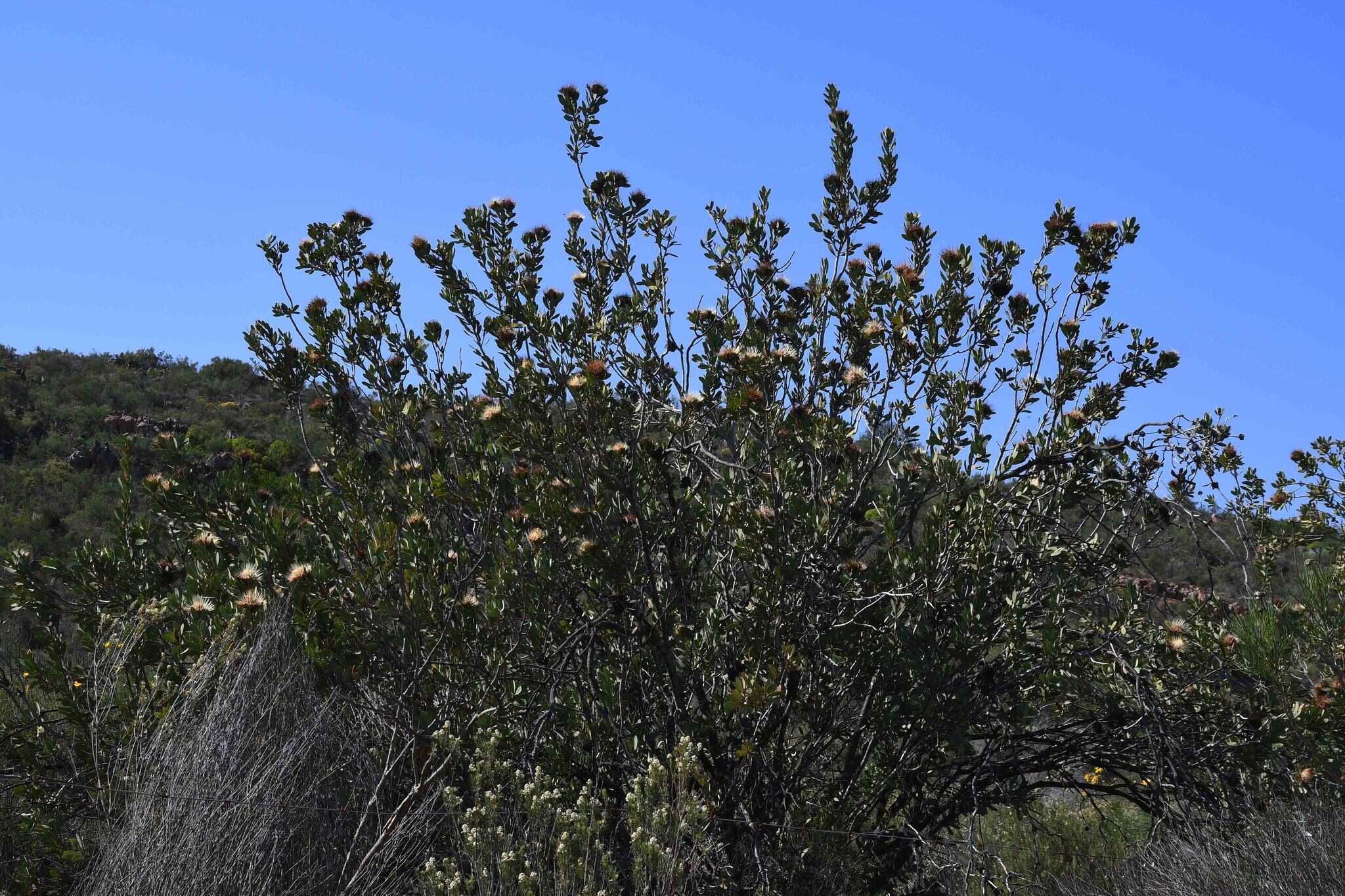 Image of clanwilliam sugarbush