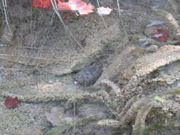 Image of Common Musk Turtle