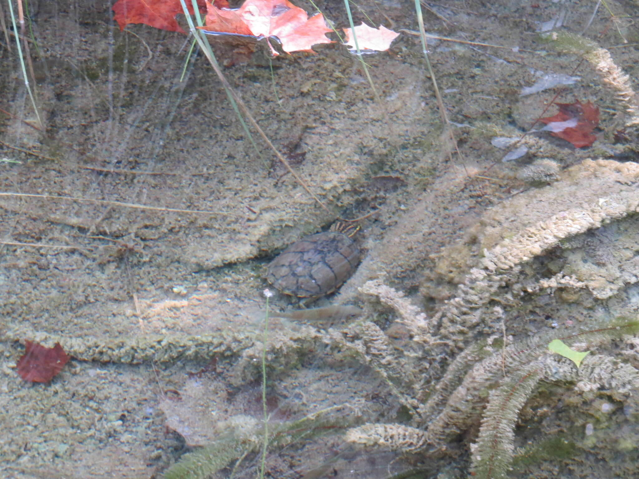 Image of Common Musk Turtle