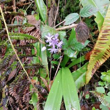 Image of Scilla lilio-hyacinthus L.