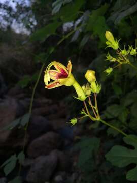 Image of Ipomoea neei (Spreng.) O'Donell