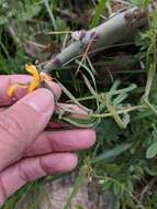 Image de Corydalis curvisiliqua Engelm. ex A. Gray