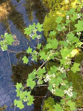 Imagem de Ribes hudsonianum var. hudsonianum