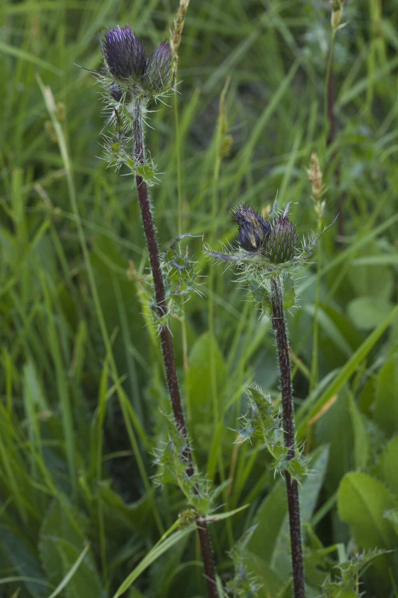 Imagem de Cirsium simplex C. A. Mey.