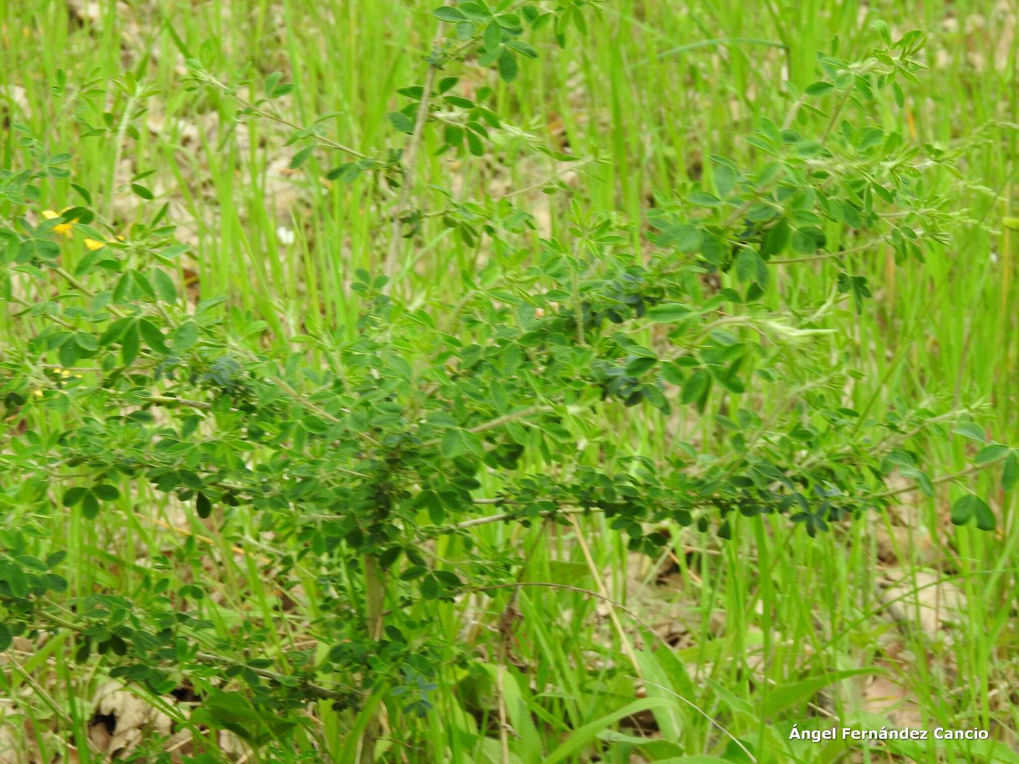 Image of Adenocarpus complicatus (L.) Gay