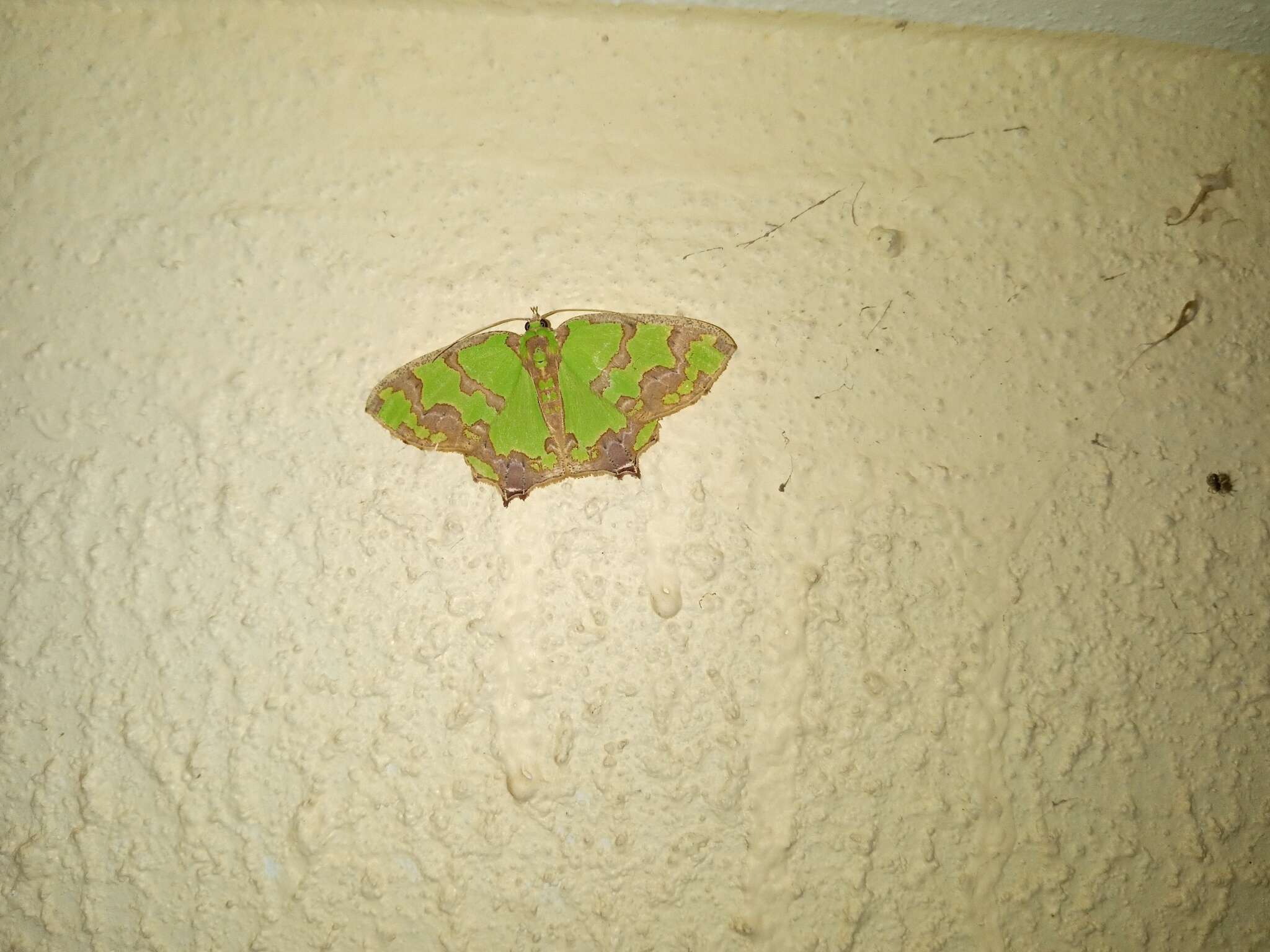 Image de Agathia hemithearia Guenée 1857