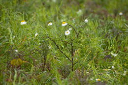 Image of Austrian chamomile