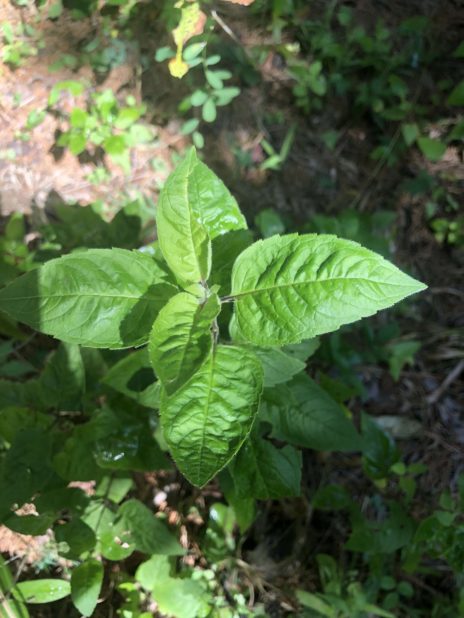 Image of Monarda fistulosa var. mollis (L.) L.