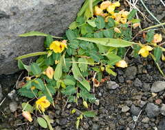 Image of Chamaecrista garambiensis (Hosok.) H. Ohashi, Tateishi & T. Nemoto