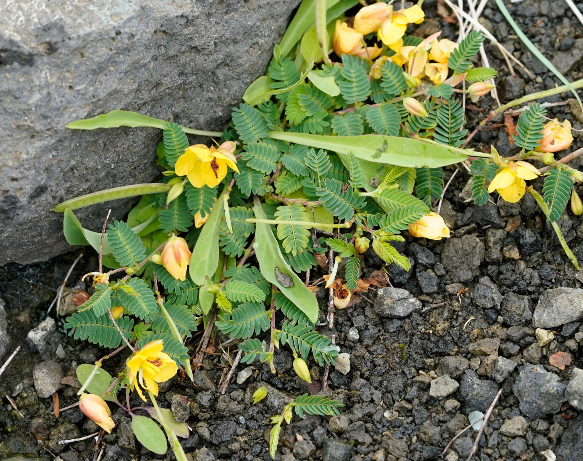 Image of Chamaecrista garambiensis (Hosok.) H. Ohashi, Tateishi & T. Nemoto