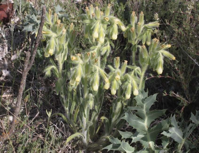 صورة Onosma tricerosperma Lag.