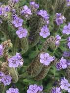 Imagem de Phacelia floribunda Greene