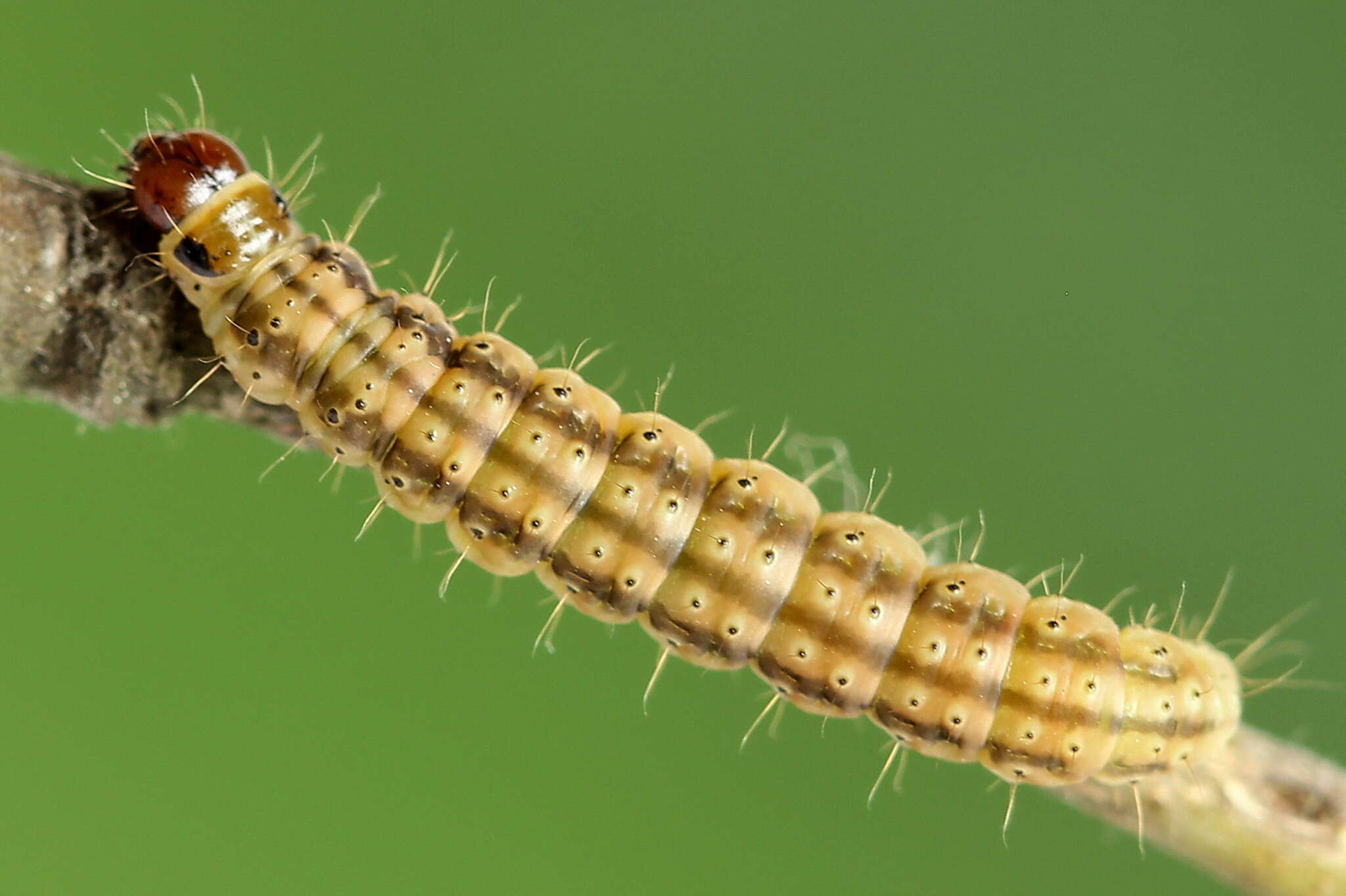 Image of Grass leafminer moth