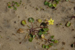 Image of Nymphoides exiliflora (F. Müll.) Kuntze