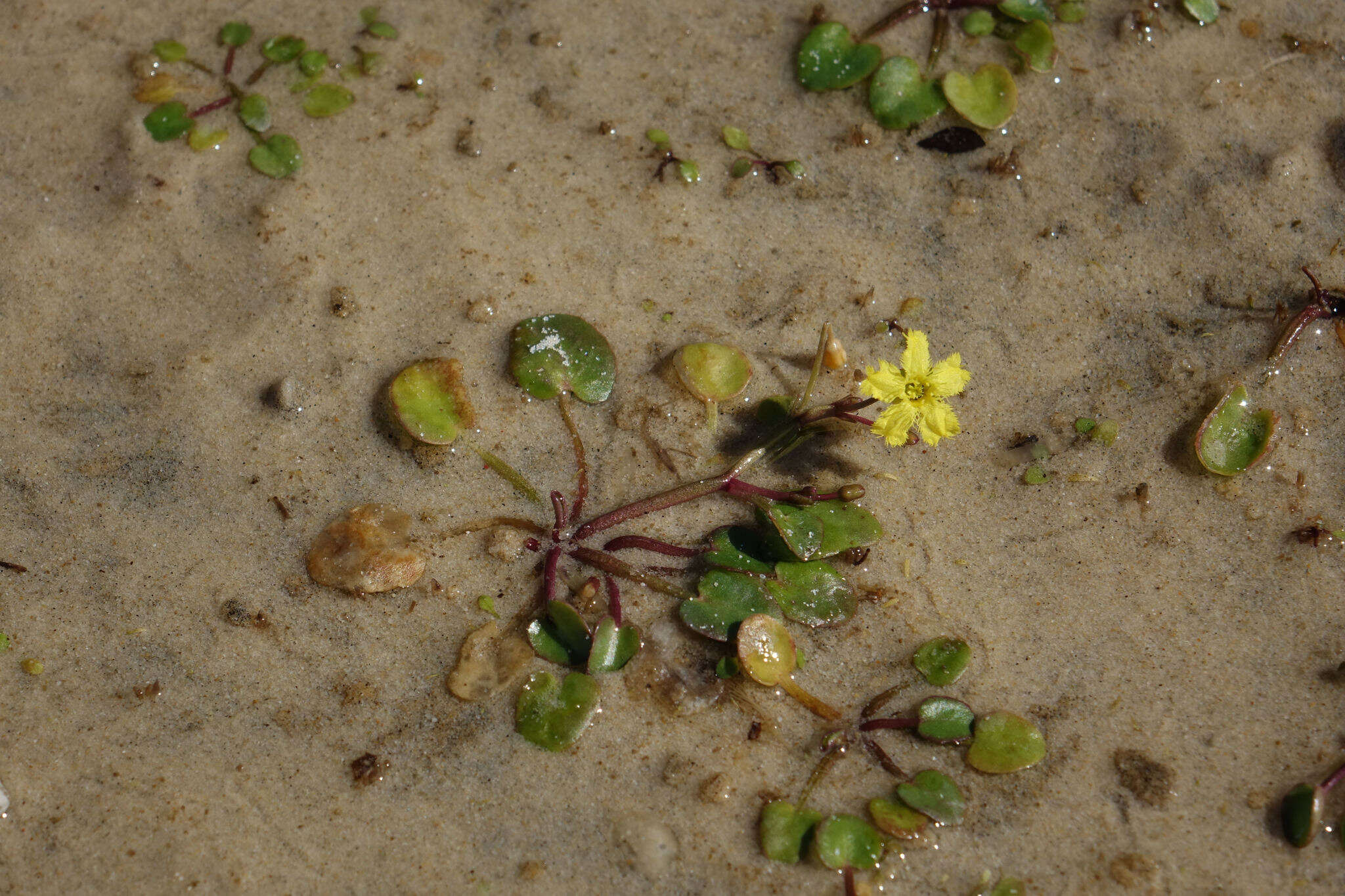 Image of Nymphoides exiliflora (F. Müll.) Kuntze