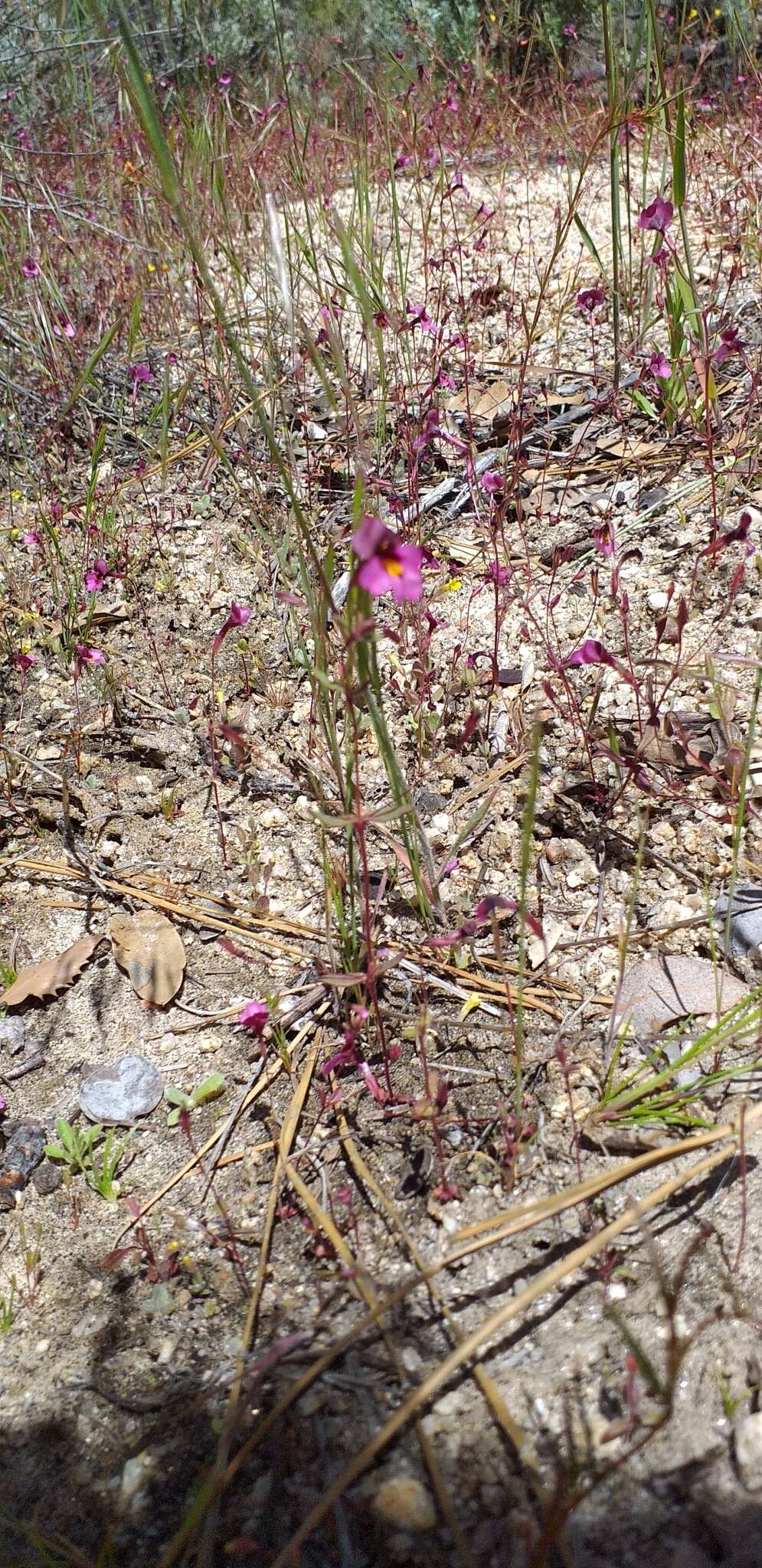 Image of Palomar monkeyflower