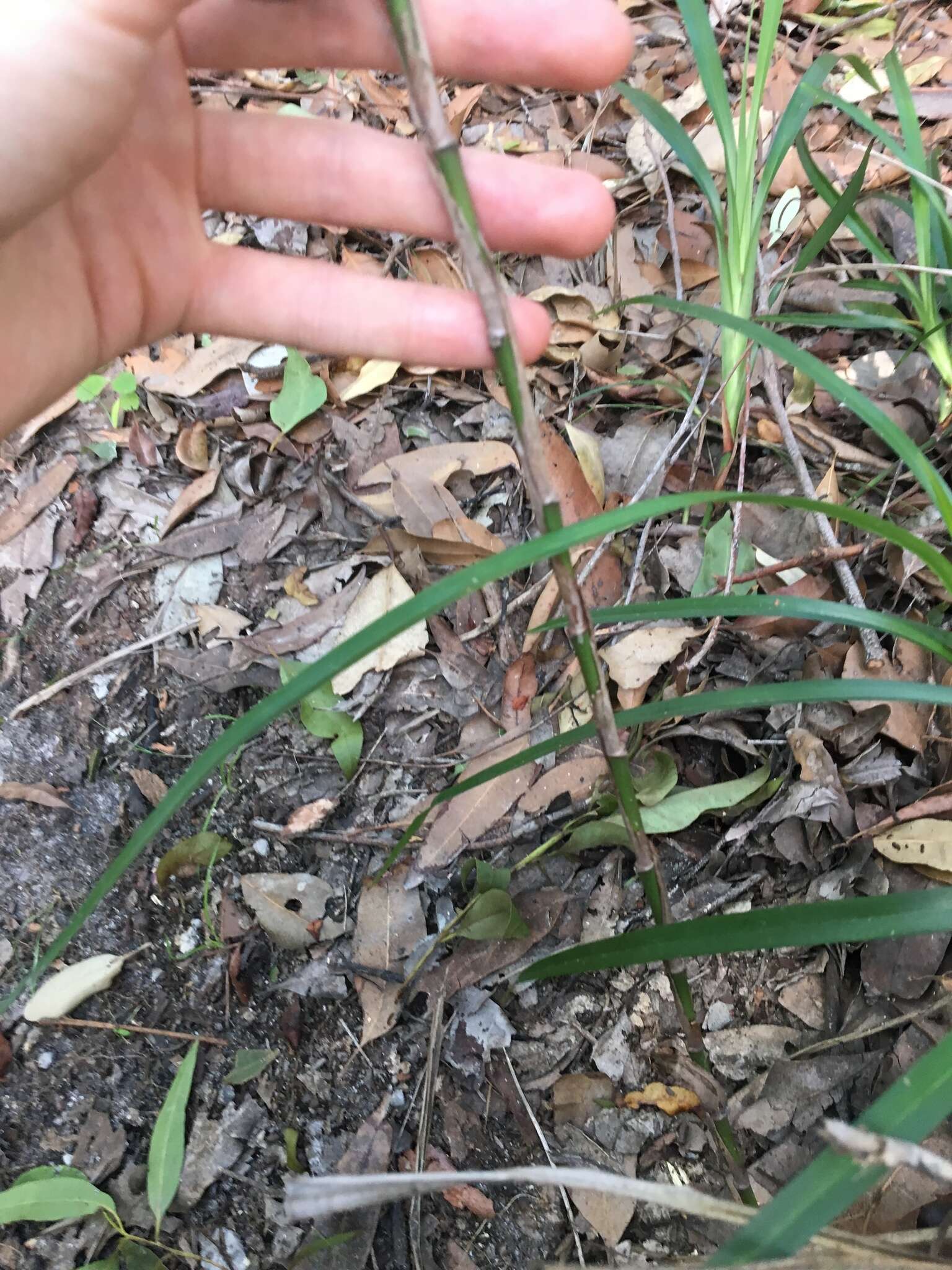 Image of Dianella caerulea var. assera R. J. F. Hend.