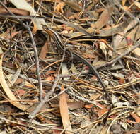 Image of Bold-striped Cool-skink