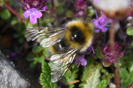 Image of Bombus soroeensis (Fabricius 1776)