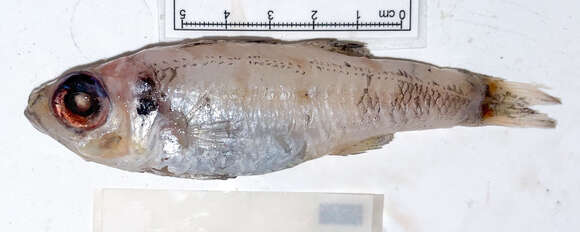 Image of Bigeye