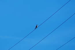 Image of American Kestrel