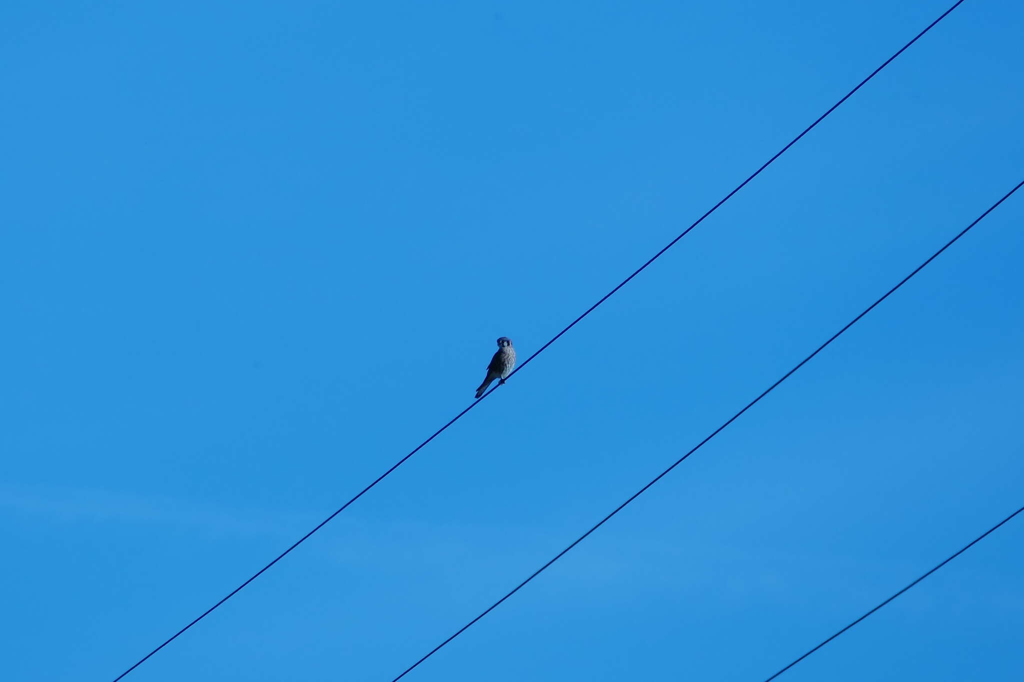 Image of American Kestrel