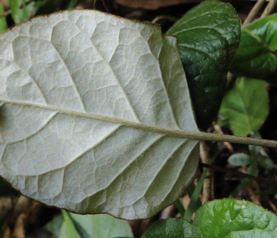 Image of Piloselloides cordata (Thunb.) C. Jeffrey