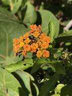 Image of Florida shrubverbena