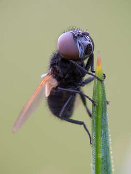 Image of Phasia pusilla Meigen 1824