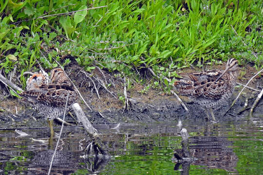 Image of Japanese Snipe