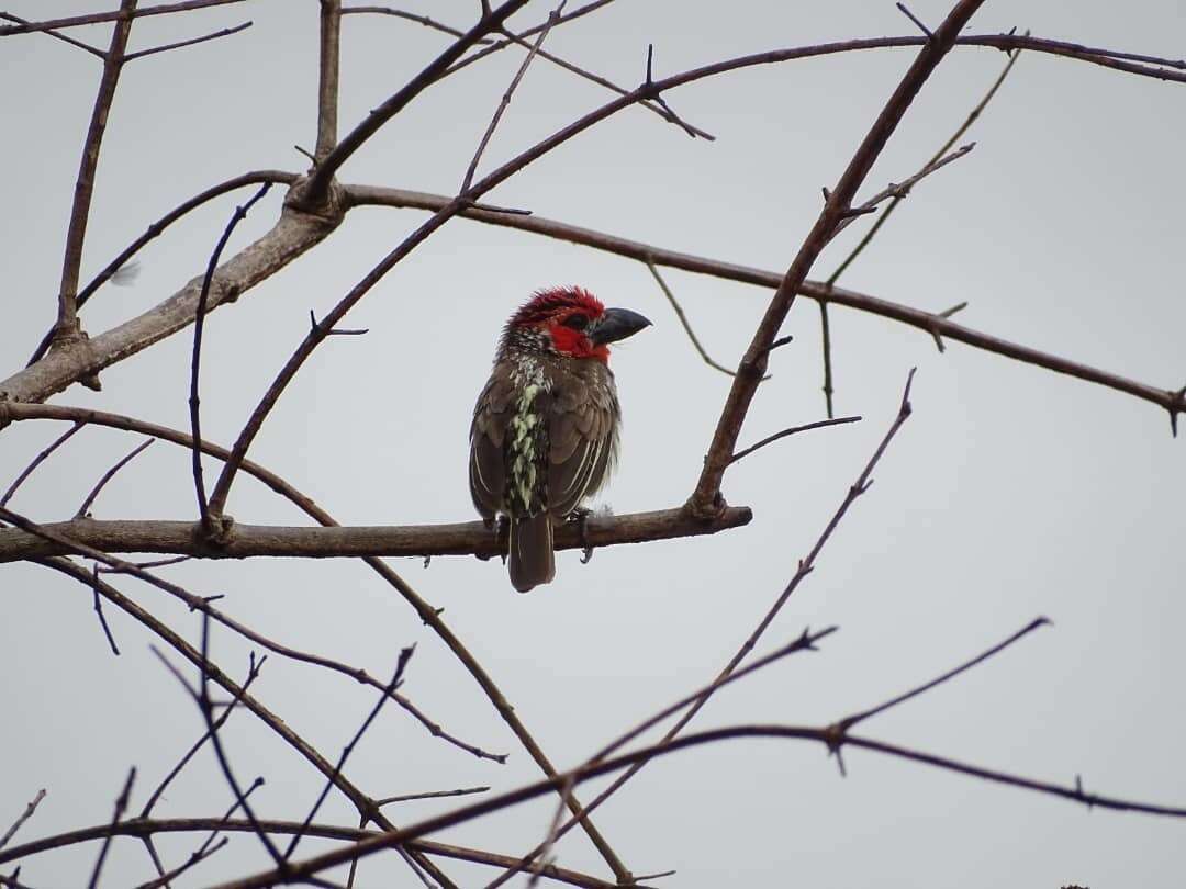 Image of Vieillot's Barbet