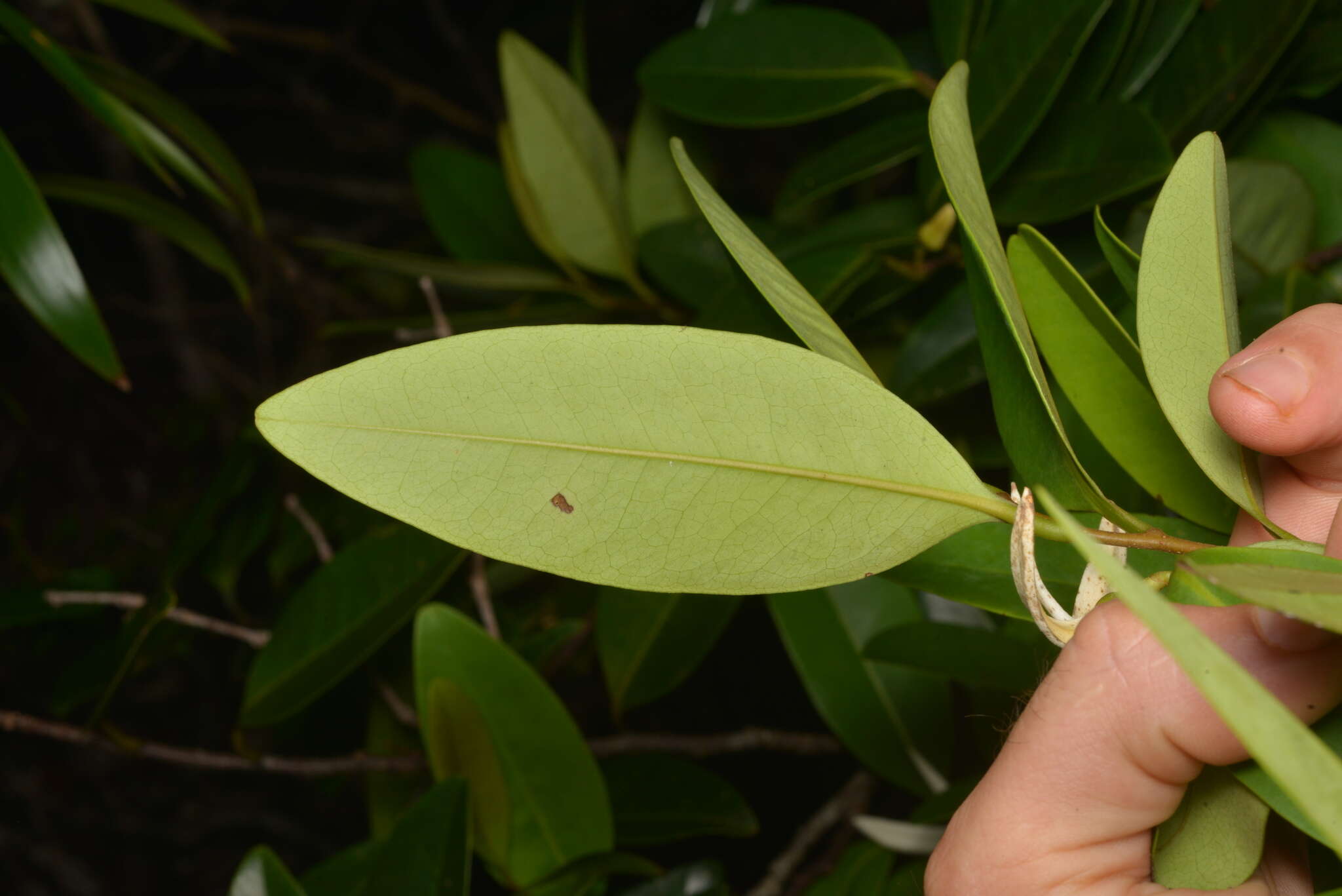 Image of Xylopia pancheri Baill.