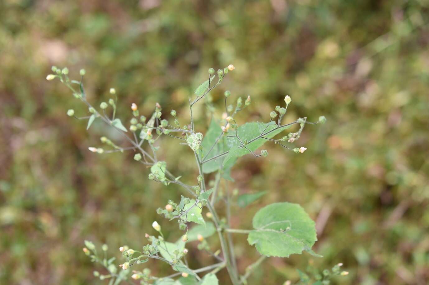 Image of Bastardiastrum gracile (Hochr.) D. M. Bates