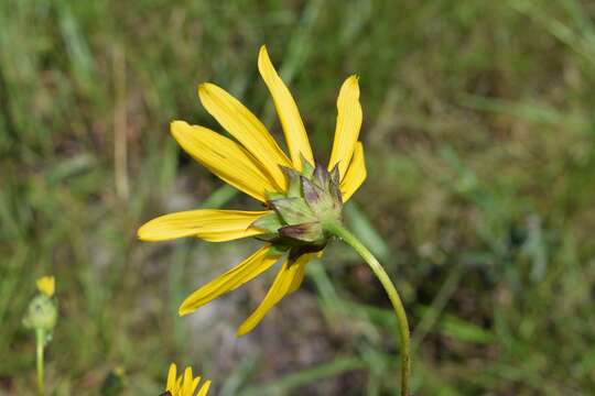 Sivun Helianthus carnosus Small kuva