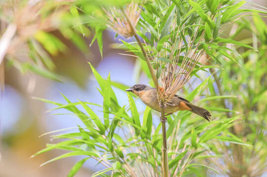 Image of Black-eared Hemispingus