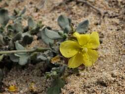 Helianthemum canariense (Jacq.) Pers.的圖片