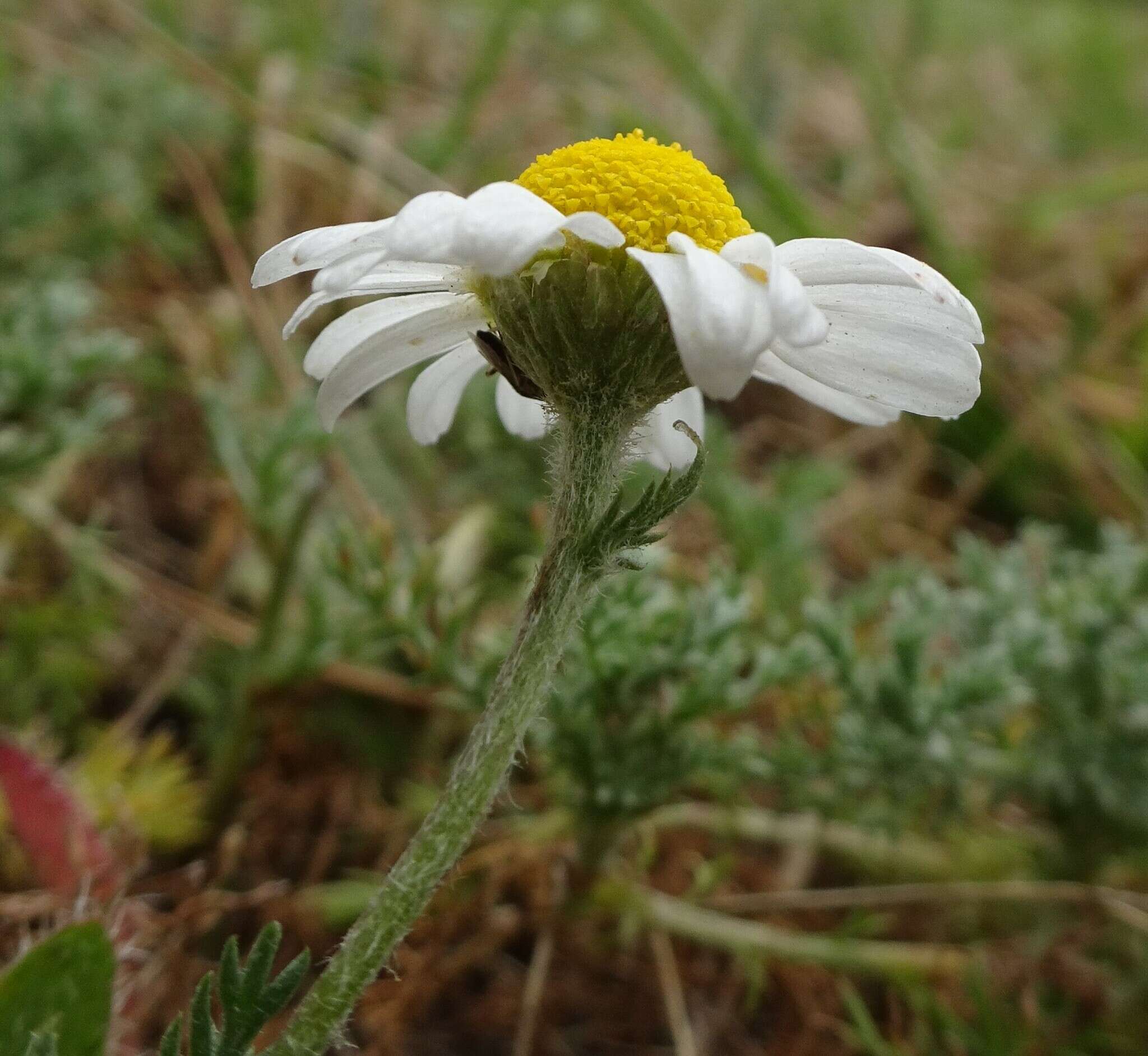 Image of dogfennel