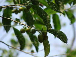 Solanum aphyodendron S. Knapp的圖片