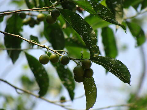 Image of Solanum aphyodendron S. Knapp