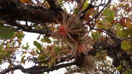 Image of Tillandsia atroviridipetala Matuda