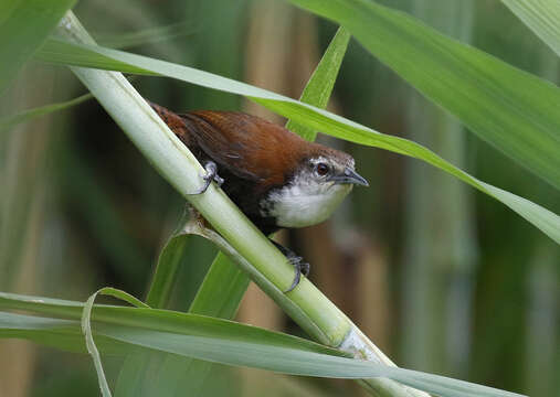 Image of Black-bellied Wren