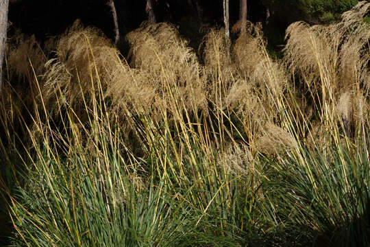 Imagem de Chionochloa conspicua (G. Forst.) Zotov