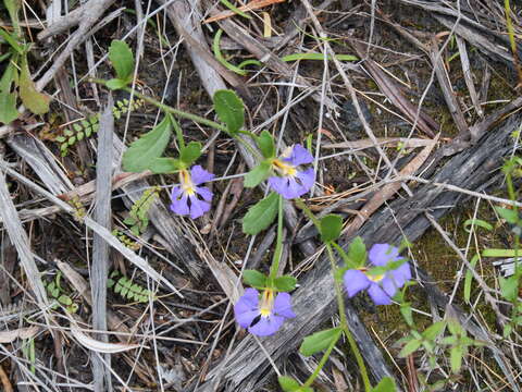 Imagem de Scaevola striata R. Br.