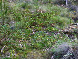 Image of Grevillea bedggoodiana J. H. Willis ex Mc Gill.