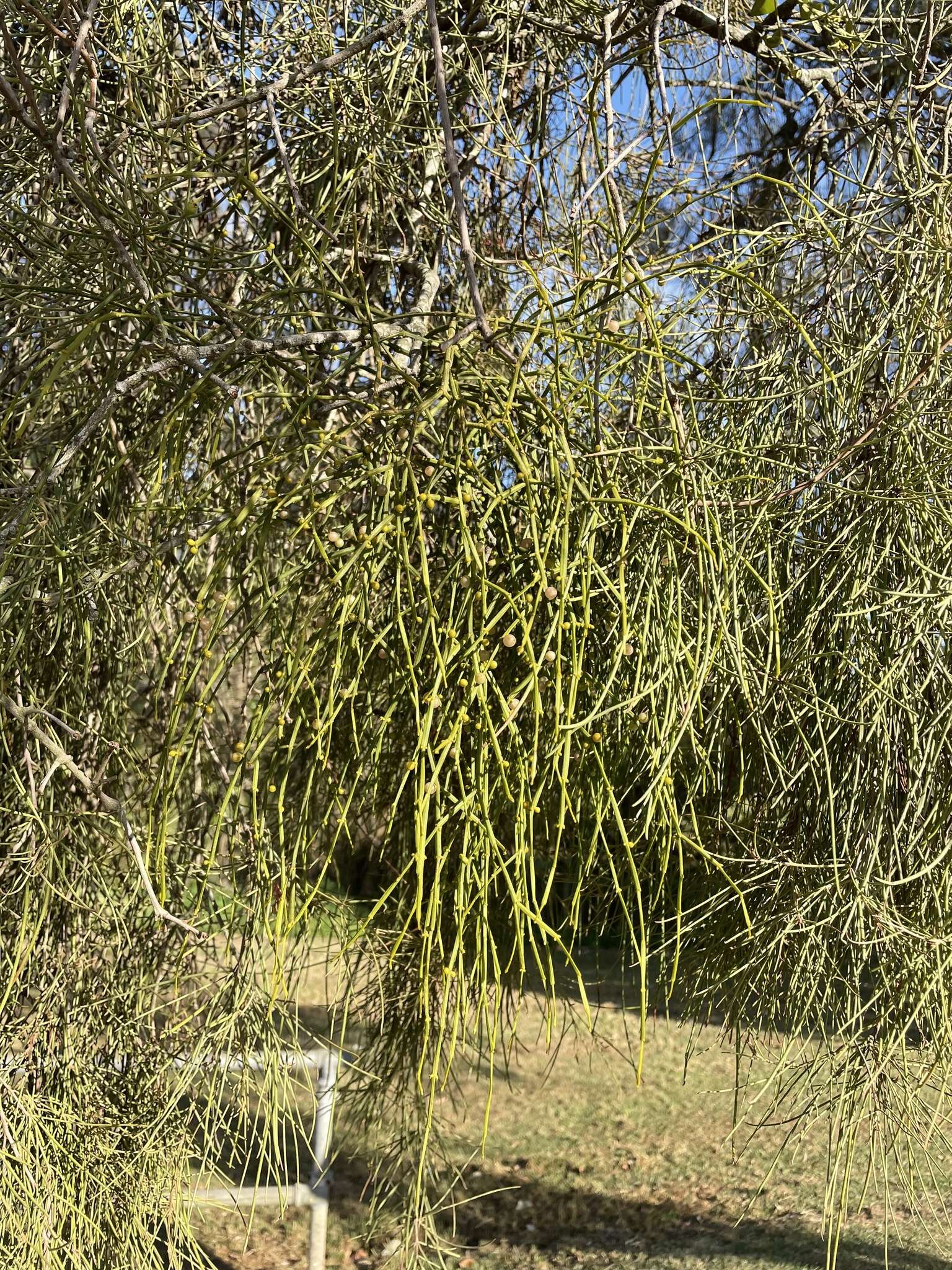 Слика од Viscum articulatum Burm. fil.