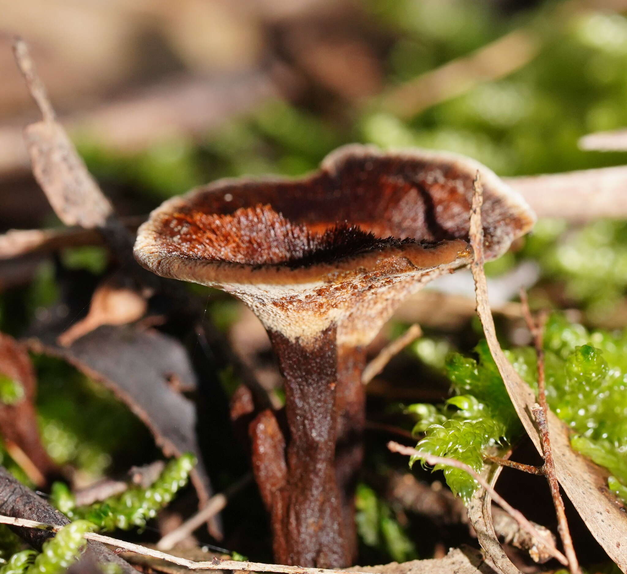 Image of Coltricia australica L. W. Zhou, Tedersoo & Y. C. Dai 2013