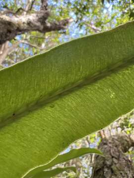 Imagem de Elaphoglossum aemulum (Kaulf.) Brack.