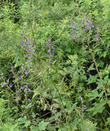 Image of Delphinium maackianum Regel